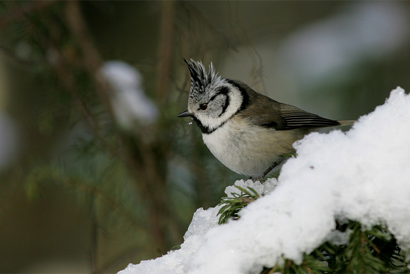 T�yht�tiainen, Crested Tit (Parus cristatus)