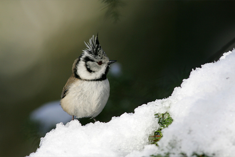T�yht�tiainen, Crested Tit (Parus cristatus)