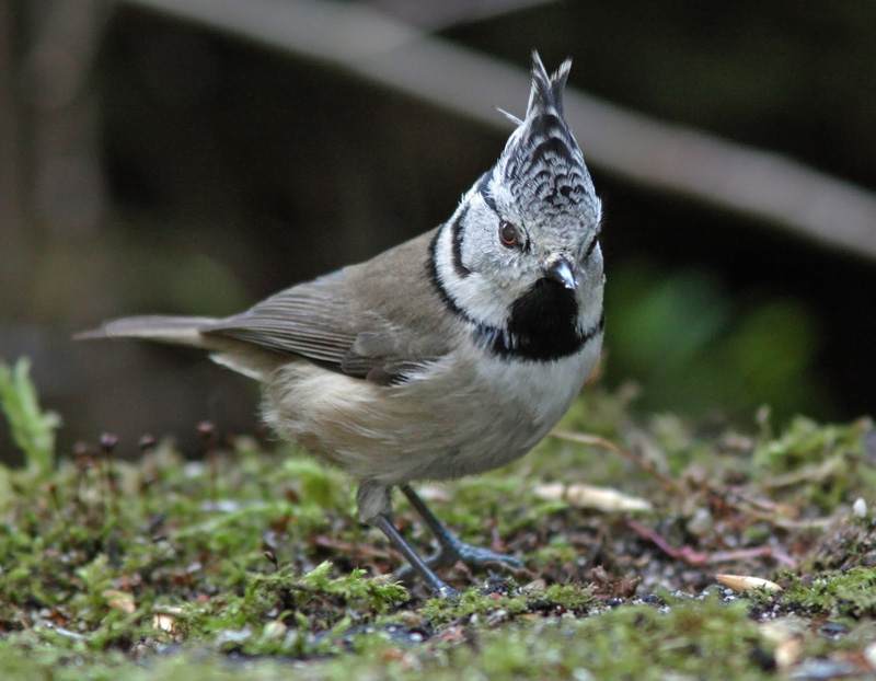 T�yht�tiainen, Crested Tit (Parus cristatus)