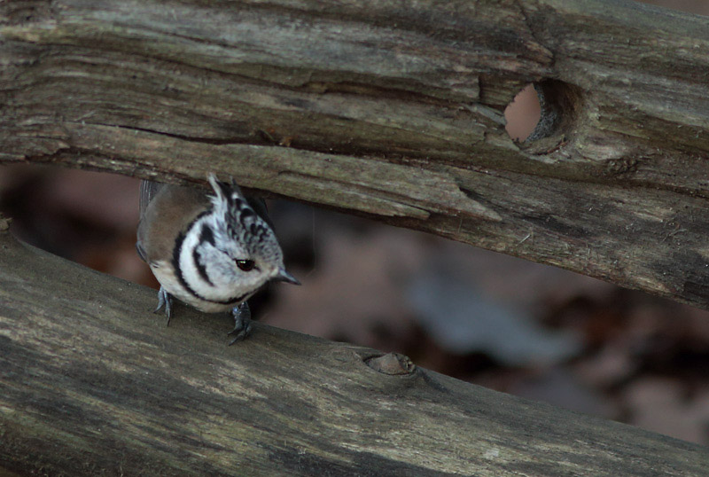 T�yht�tiainen, Crested Tit (Parus cristatus)