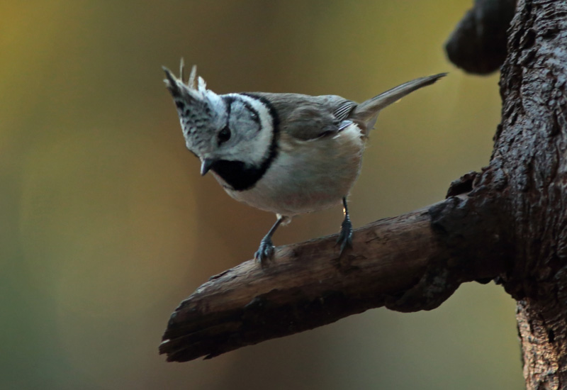 T�yht�tiainen, Crested Tit (Parus cristatus)