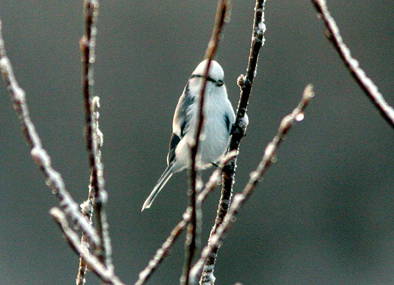 Valkop��tiainen Parus cyanus