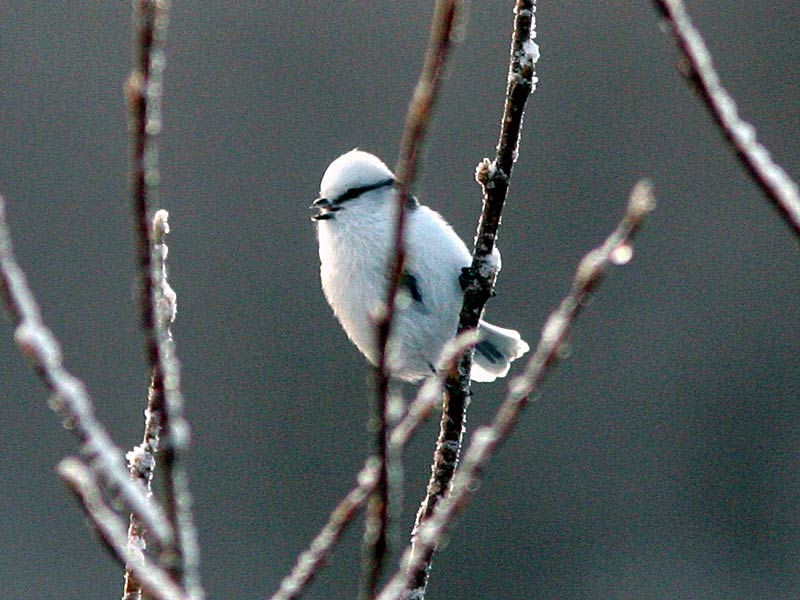 Valkop��tiainen Parus cyanus