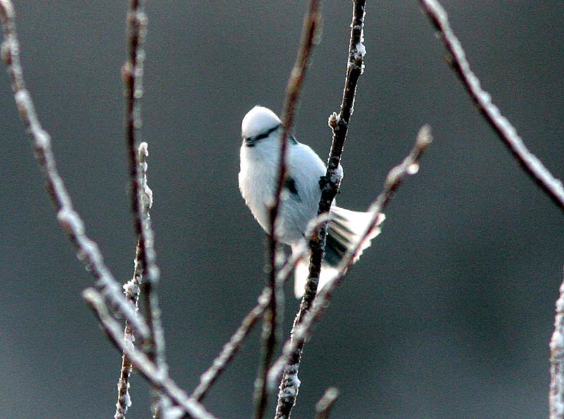 Valkop��tiainen Parus cyanus