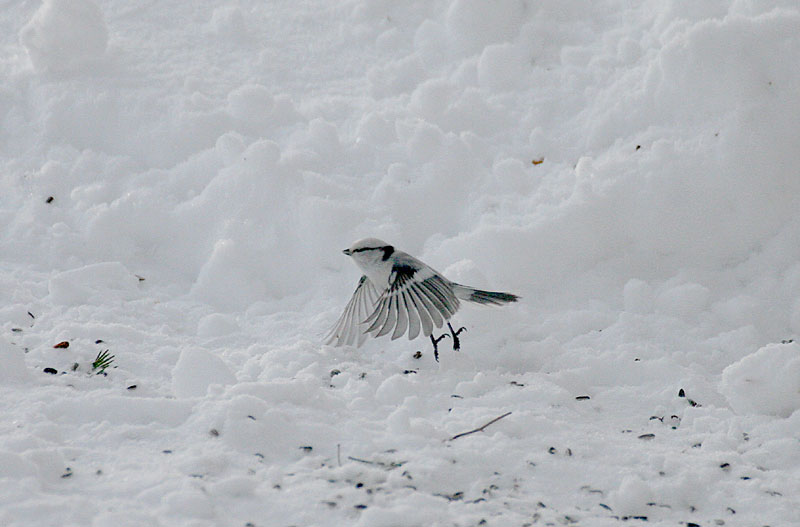 Valkop��tiainen Parus cyanus