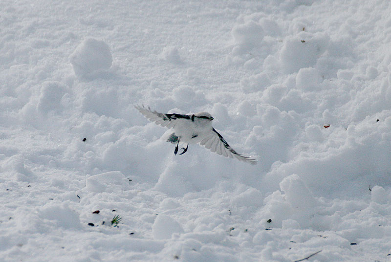 Valkop��tiainen Parus cyanus
