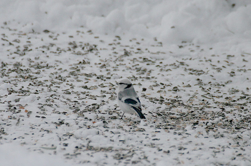 Valkop��tiainen Parus cyanus