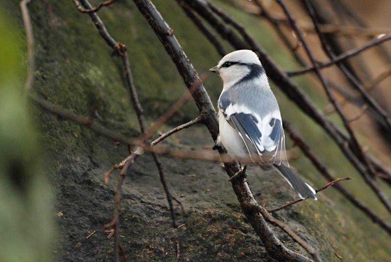 Viitatiainen (Parus palustris)