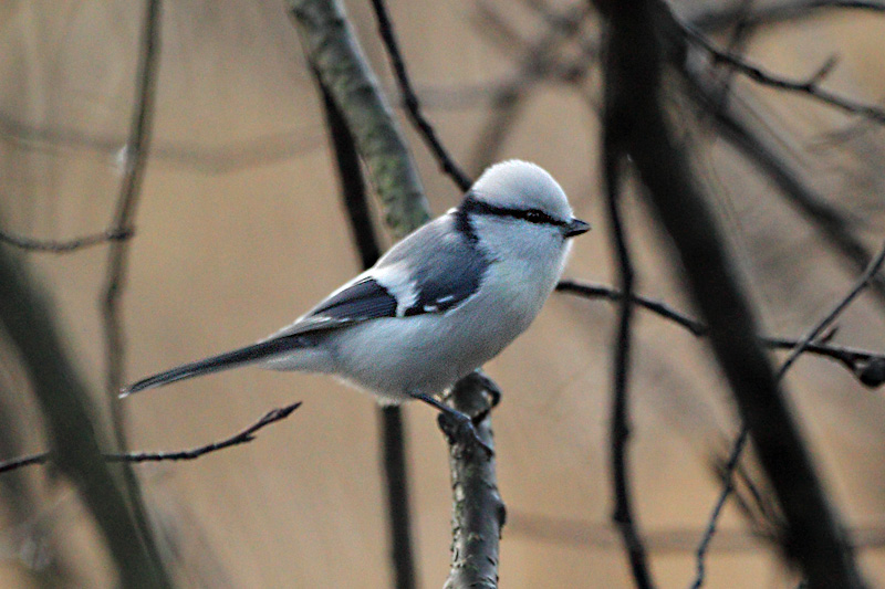 Viitatiainen (Parus palustris)