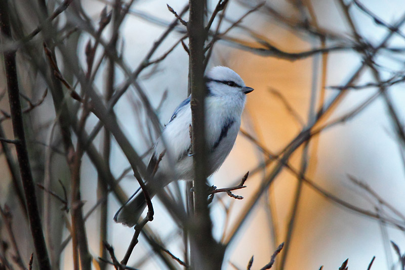 Viitatiainen (Parus palustris)
