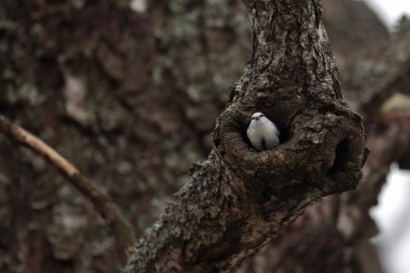 Viitatiainen (Parus palustris)