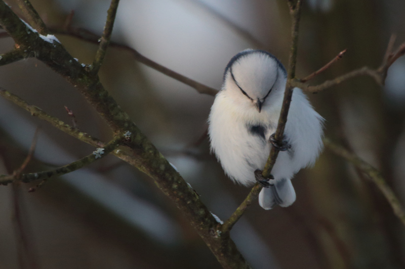 Viitatiainen (Parus palustris)