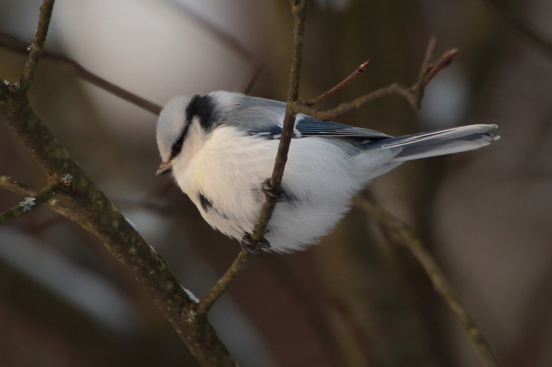 Viitatiainen (Parus palustris)