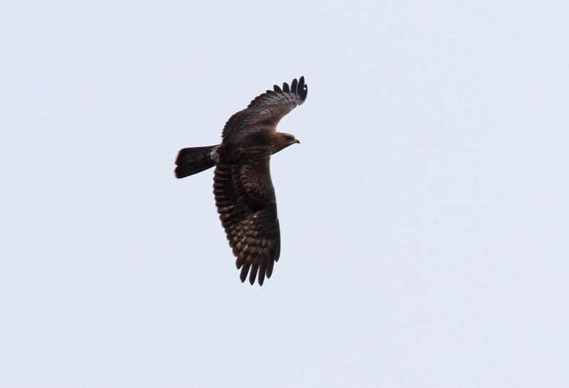 Mehil�ishaukka Honey Buzzard (Pernis apivorus)