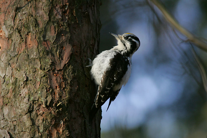 Pohjantikka, Three-toed Woodpecker (Picoides tridactylus)