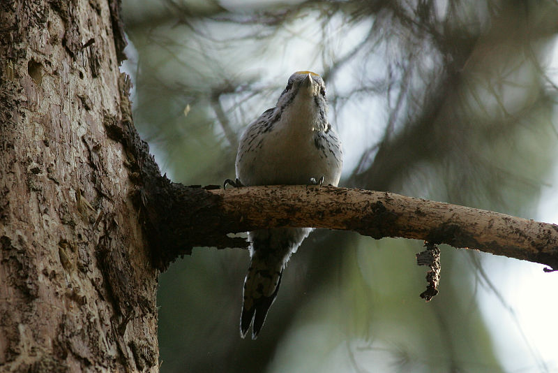Pohjantikka, Three-toed Woodpecker (Picoides tridactylus)