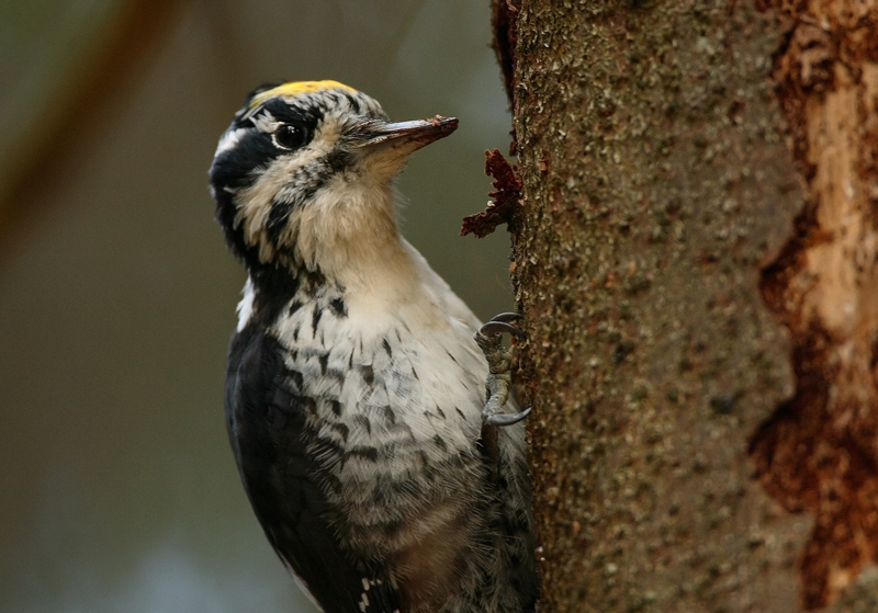 Pohjantikka, Three-toed Woodpecker (Picoides tridactylus)
