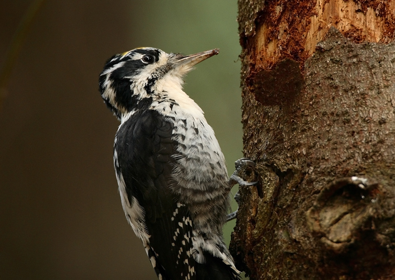 Pohjantikka, Three-toed Woodpecker (Picoides tridactylus)