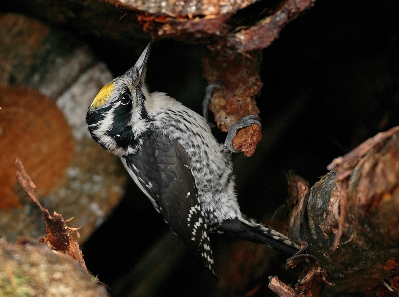 Pohjantikka, Three-toed Woodpecker (Picoides tridactylus)