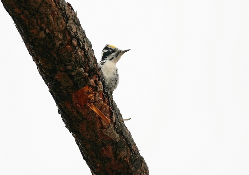 Pohjantikka, Three-toed Woodpecker (Picoides tridactylus)