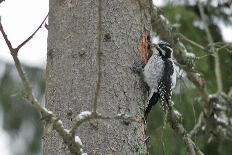 Pohjantikka Three-toed Woodpecker, Picoides tridactylus
