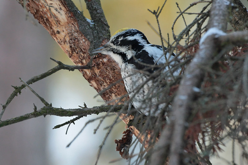 Pohjantikka Three-toed Woodpecker, Picoides tridactylus