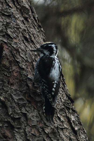Pohjantikka Three-toed Woodpecker, Picoides tridactylus