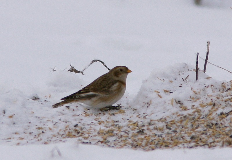 Pulmunen (Plectrophenax nivalis)