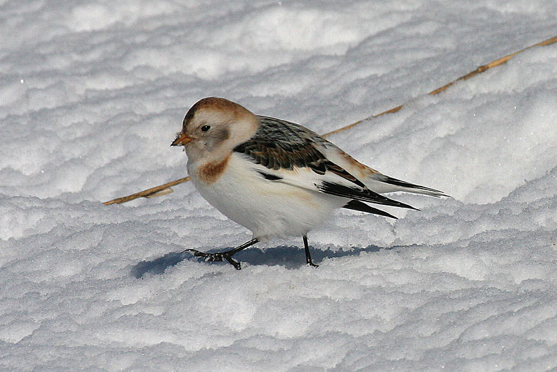 Pulmunen (Plectrophenax nivalis)