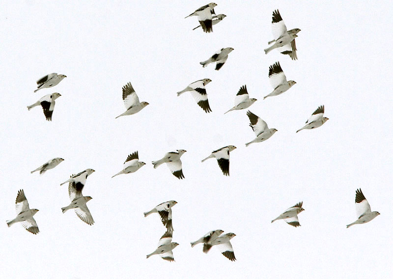 Pulmunen (Plectrophenax nivalis)
