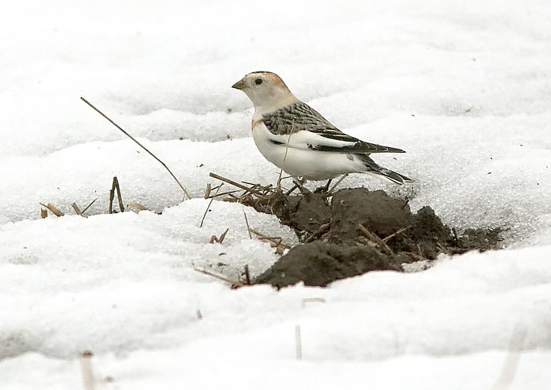 Pulmunen (Plectrophenax nivalis)