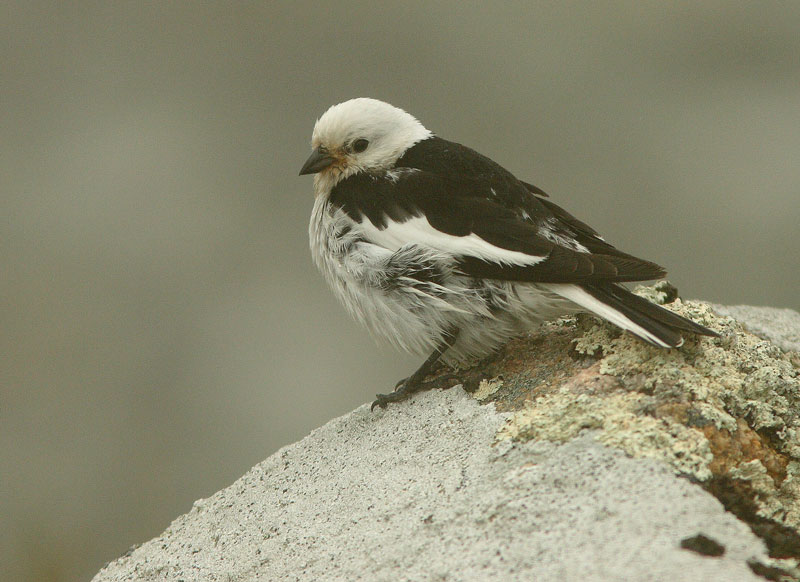 Pulmunen (Plectrophenax nivalis)