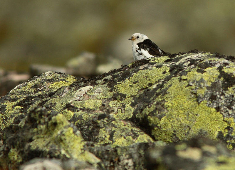 Pulmunen (Plectrophenax nivalis)