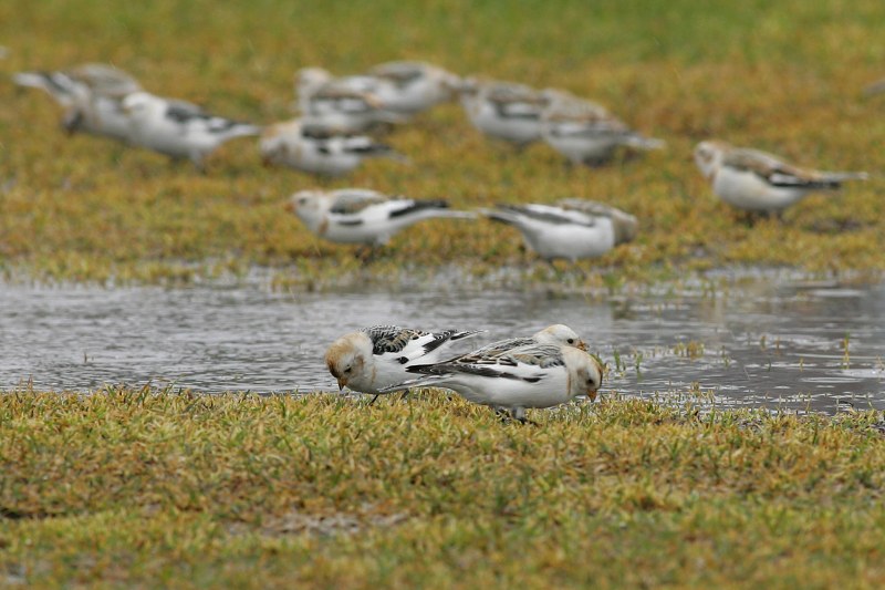 Pulmunen (Plectrophenax nivalis)