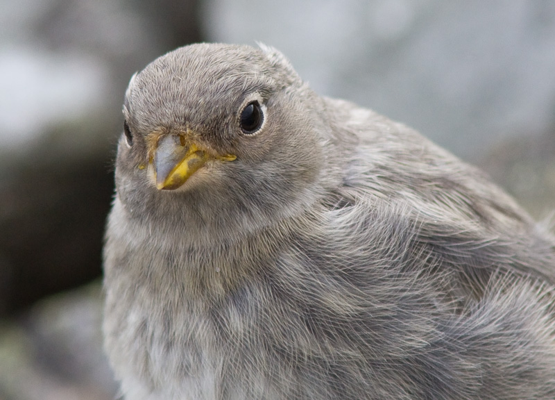 Pulmunen (Plectrophenax nivalis)