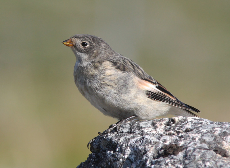 Pulmunen (Plectrophenax nivalis)