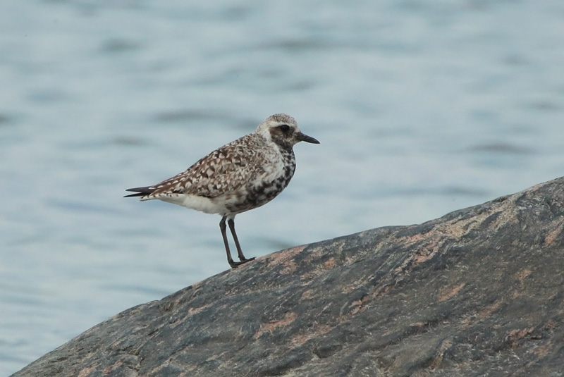 Tundrakurmitsa Pluvialis squatarola