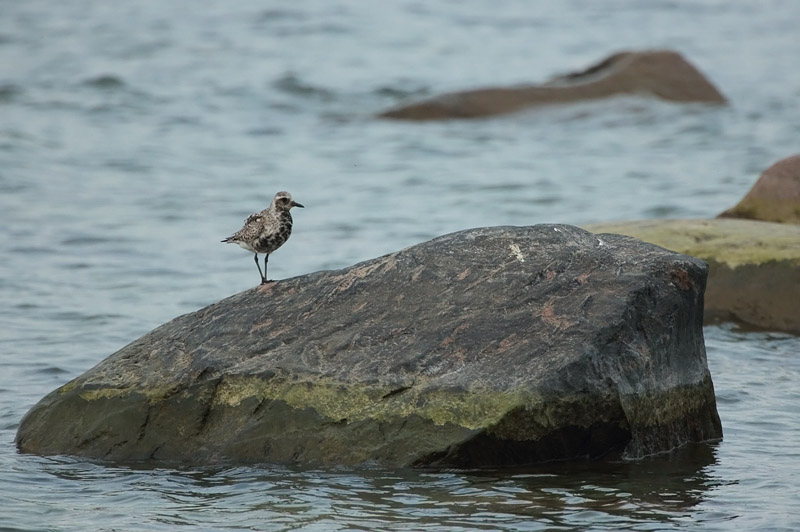 Tundrakurmitsa Pluvialis squatarola