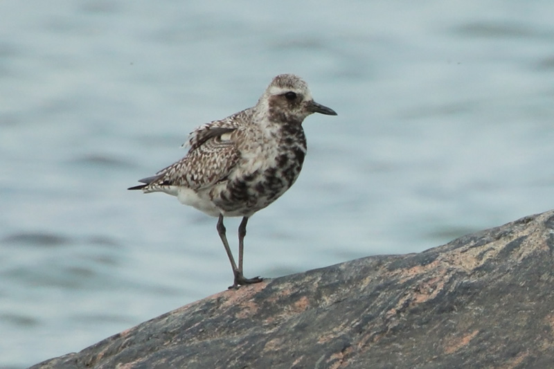 Tundrakurmitsa Pluvialis squatarola