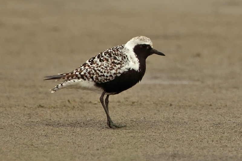 Tundrakurmitsa Pluvialis squatarola