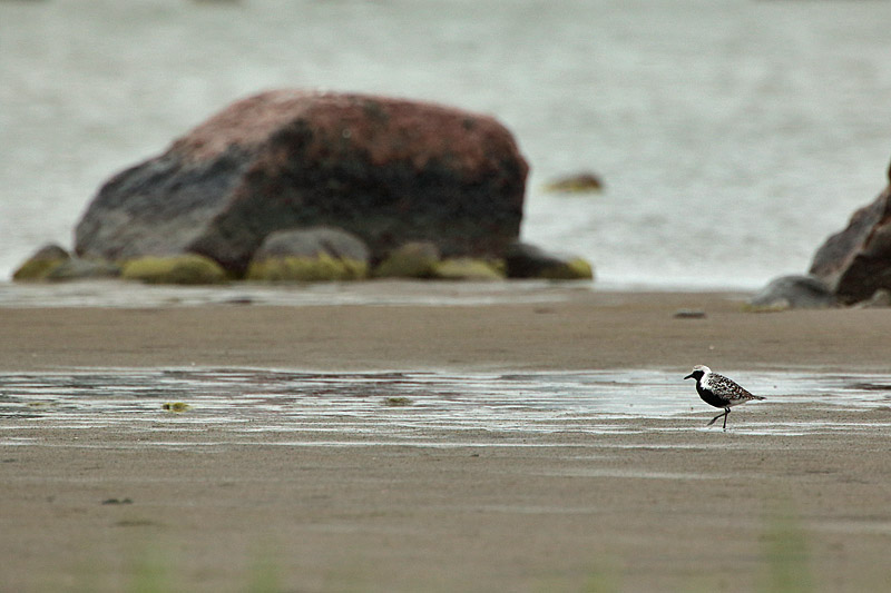 Tundrakurmitsa Pluvialis squatarola