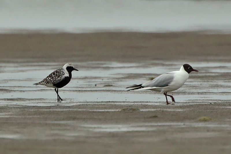 Tundrakurmitsa Pluvialis squatarola