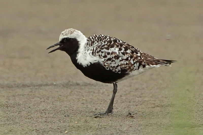 Tundrakurmitsa Pluvialis squatarola