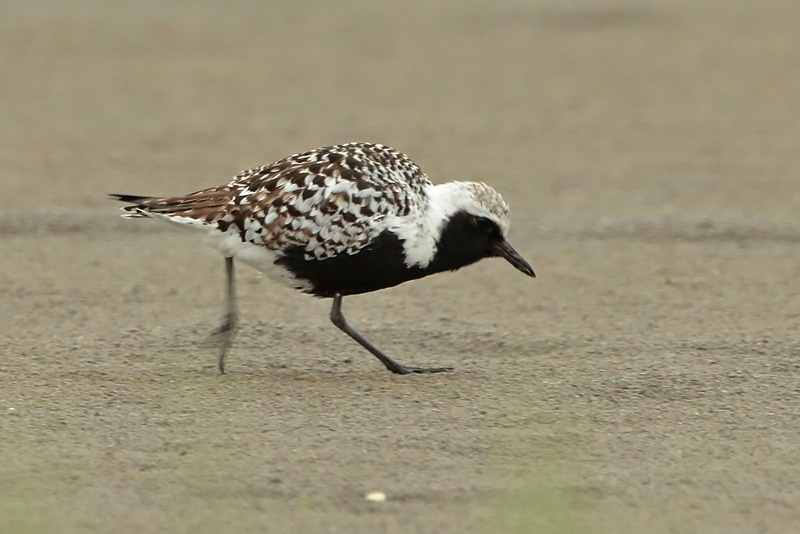 Tundrakurmitsa Pluvialis squatarola