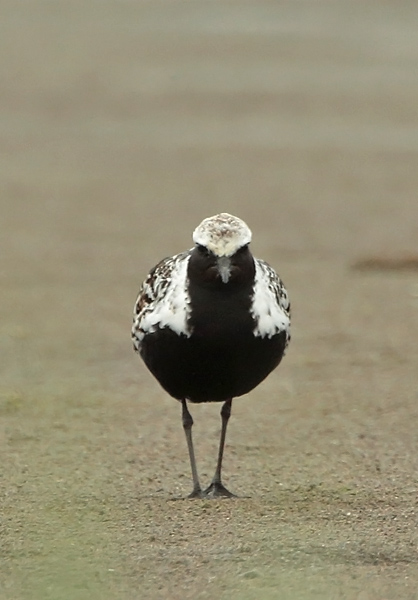 Tundrakurmitsa Pluvialis squatarola
