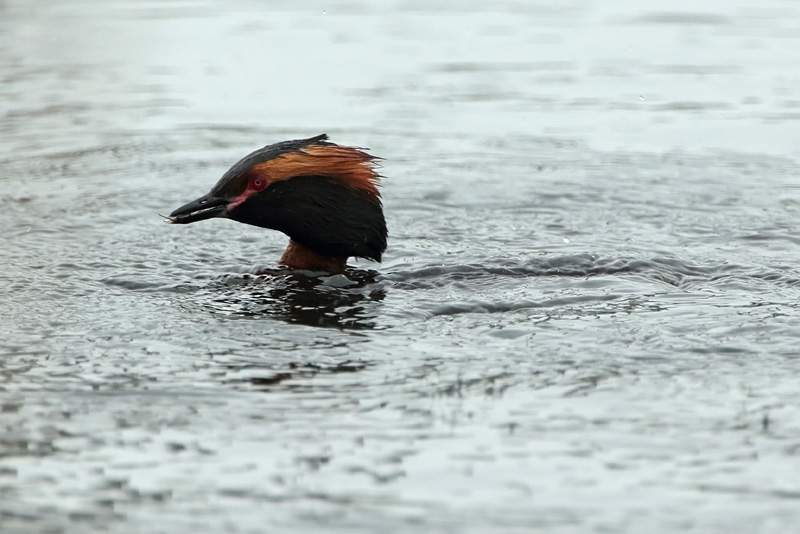 Mustakurkku-uikku, Slavonian Grebe (Podiceps auritus)
