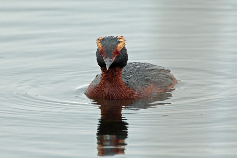 Mustakurkku-uikku, Slavonian Grebe (Podiceps auritus)