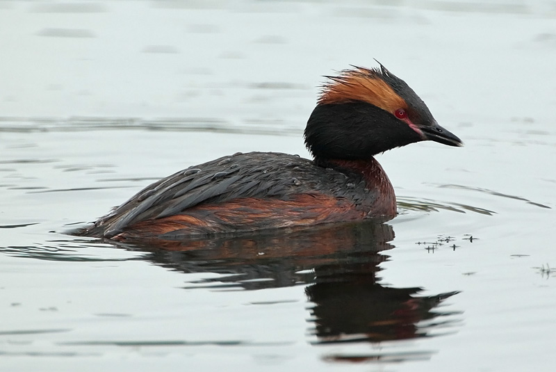 Mustakurkku-uikku, Slavonian Grebe (Podiceps auritus)