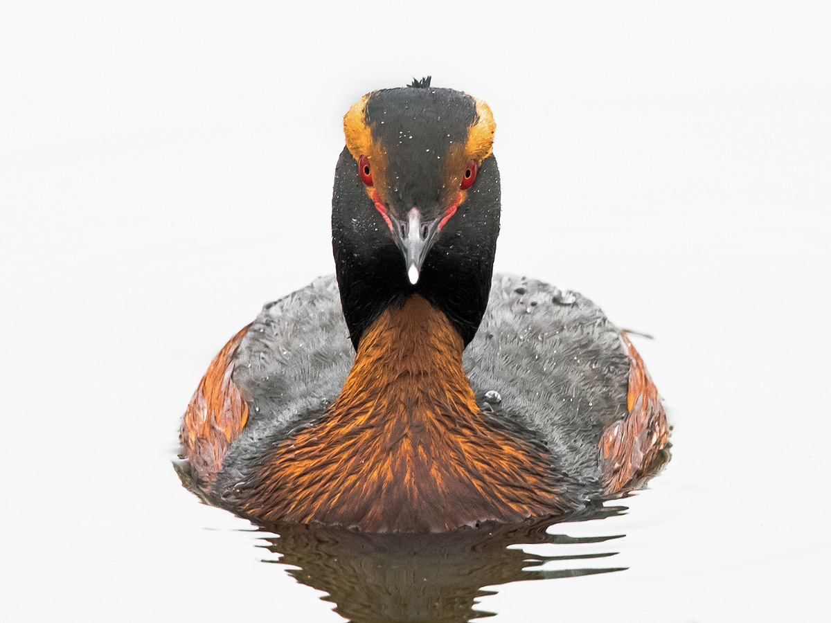 Mustakurkku-uikku, Slavonian Grebe (Podiceps auritus)