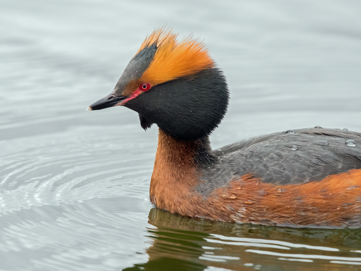 Mustakurkku-uikku, Slavonian Grebe (Podiceps auritus)